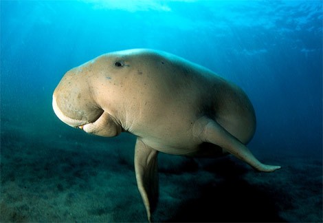 Cá cúi, hay còn gọi đu-gông, bò biển, cá nàng tiên (Dugong dugon) là một động vật ở vùng cận duyên biển nhiệt đới. Loài này thuộc loại động vật có vú, có thân hình con thoi. Ðuôi dạng vây nằm ngang thay vì dọc đứng của loài cá. Da dày, sắc xám, lông thưa, có lớp mỡ dày bao bọc toàn thân. Phần đầu cá tương đối lớn so với tỷ lệ thân mình, nặng trung bình 250-300kg. Tại Việt Nam cá cúi được tìm thấy ở vùng biển Vịnh Hạ Long, ven biển Khánh Hòa, Côn Đảo và Phú Quốc.